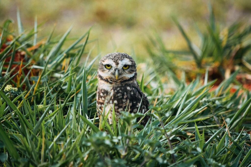 Athens Zoo. Is Athens worth visiting?